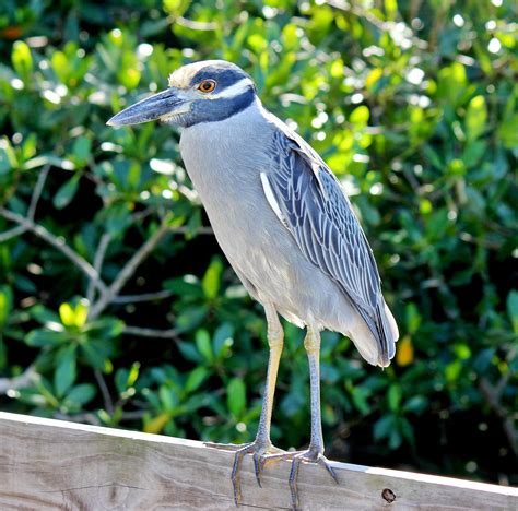 Joan and Dan's Birding Blog: Yellow-Crowned Night-Heron