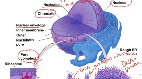 Chapter 6 Screencast 6.3 Nucleus and Ribosomes - YouTube