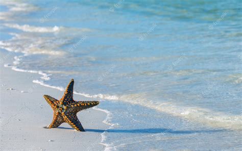 Premium Photo | Starfish on the beach