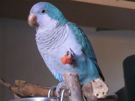 Blue Quaker Parrot