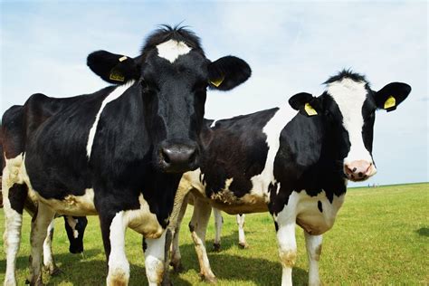 The Holstein Milk Company : Characteristics of Dairy Breeds - FARMING ...