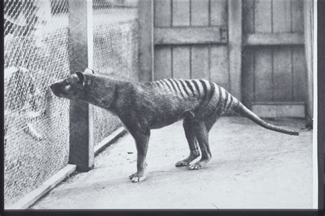 Australian Thylacine