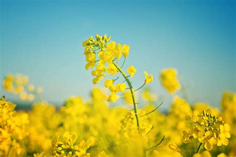 Growing Rapeseed: Planting Guide, Care, Problems and Harvest