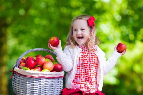 Little Girl Picking Apples In Fruit Orchard Stock Photo - Image: 58649537