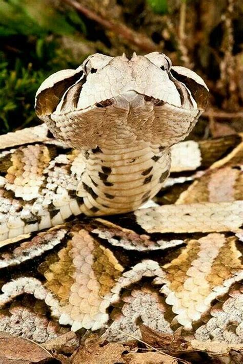 81 best images about Gaboon viper longest fangs on Pinterest | In las ...