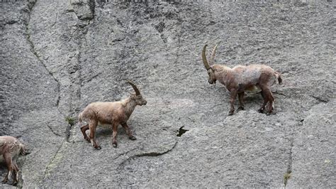 Group of Alpine ibex climbing cliff face - YouTube