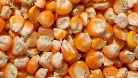 How to Soak Corn Seed Before Planting | Garden Guides