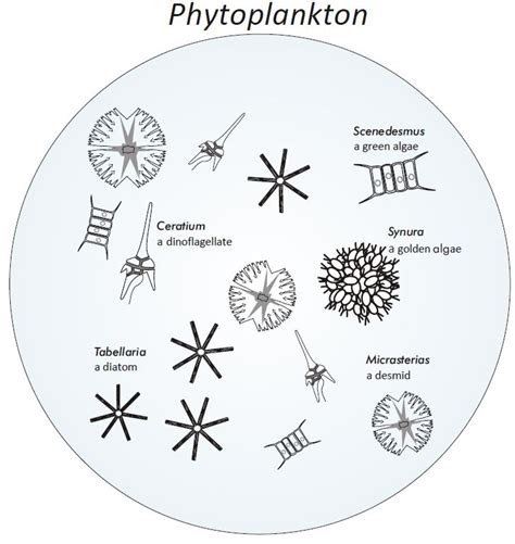 Freshwater Phytoplankton Identification Guide