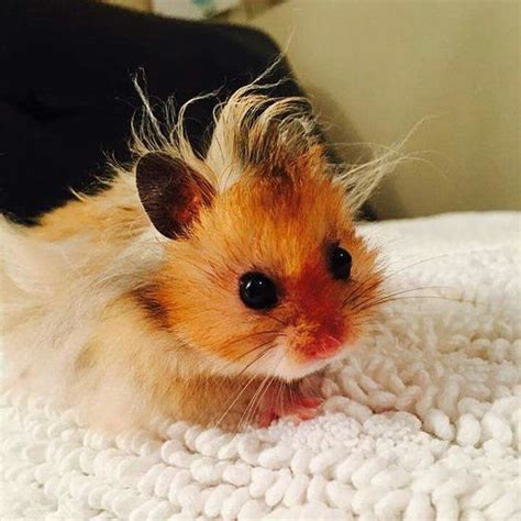 Baby hamster has a bad hair day. LoL Hamster Pics, Cage Hamster ...