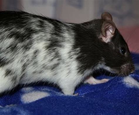 Fancy Rat Varieties: Fur Color, Eye Color, Coat Type, and Markings ...