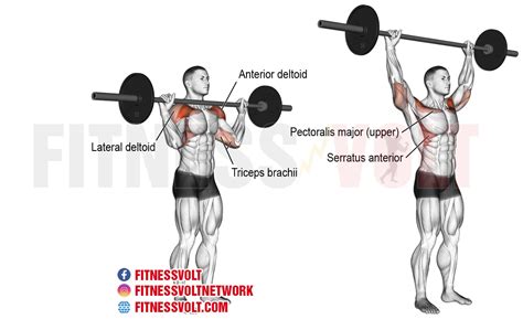 Ultimate Barbell Overhead Press for Strong Shoulders & Core – Fitness Volt