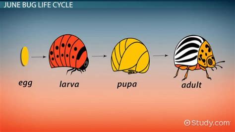 June Bug: Facts & Life Cycle - Video & Lesson Transcript | Study.com