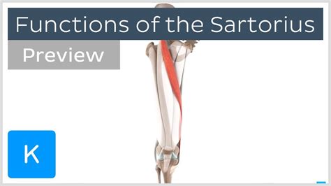 Functions of the Sartorius Muscle (preview) - 3D Human Anatomy | Kenhub ...