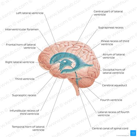 Lateral ventricles: Anatomy and function | Kenhub