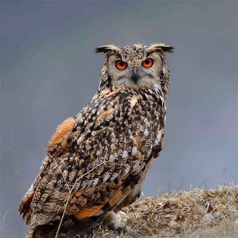 Eurasian Eagle Owl - Fresno Chaffee Zoo