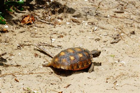 Gopher turtle in habitat stock photo. Image of burrow - 75631618