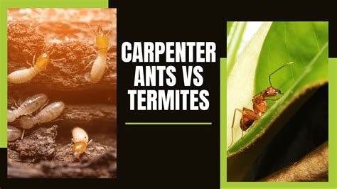 Carpenter Ants Vs Termites - Image to u