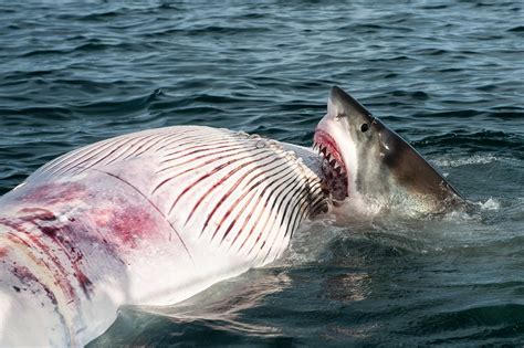 Shark Eating Fish