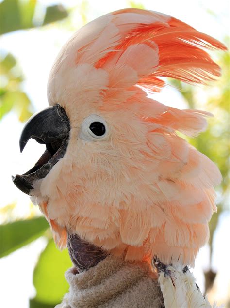 Adopt A Companion Bird | Free Flight Exotic Bird Sanctuary