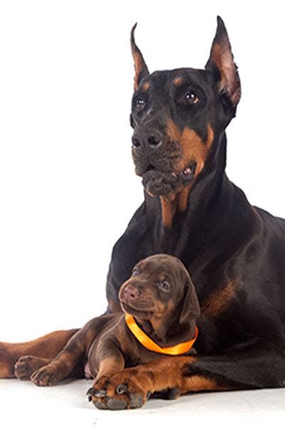 Doberman Pinscher Puppies for Sale - CT Breeder