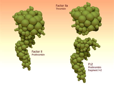 Thrombin - Synapse