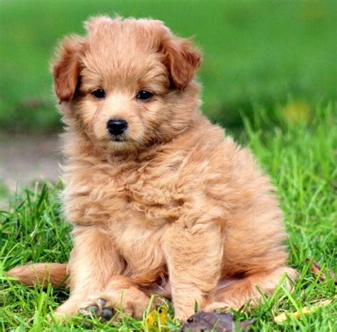 what is a pomapoo puppy - Puppy And Pets