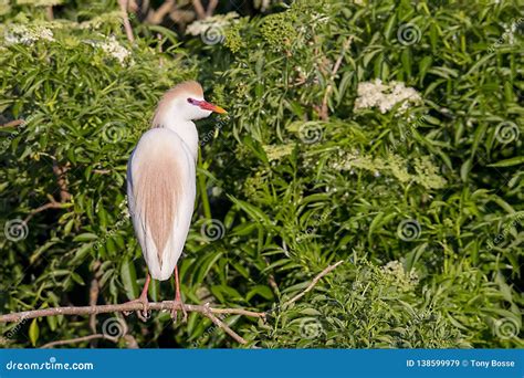 Cattle Egret in Breeding Plumage Perched and Looking on Stock Image ...