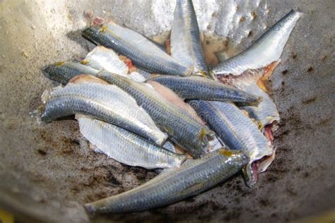 Cleaned Sardine Fish Sardinella Longiceps - Nadan Matthi or Chala Stock ...