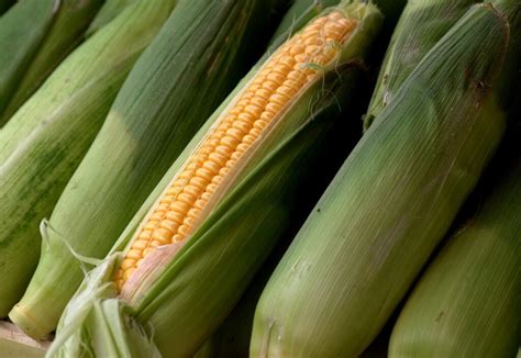 Cara Menanam Jagung Manis di Kebun Supaya Tongkolnya Lebih Besar - Toko ...