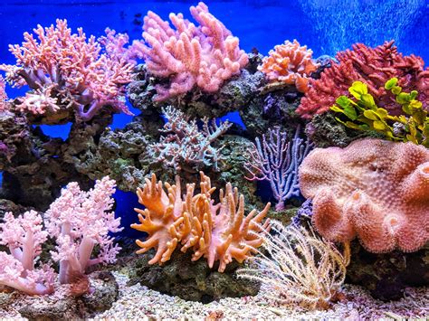 Ocean acidification puts coral reefs at risk of collapse - Research ...