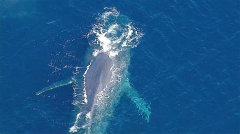 Video Attempted Whale Rescue Caught on Video - ABC News