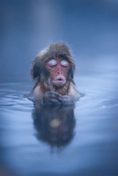 Ahhhhhhhhh...monkey bones feel better now Primates, Beautiful Creatures ...