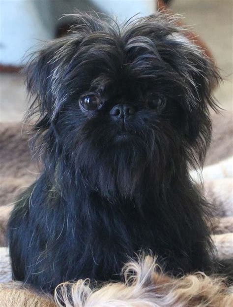 Affenpinscher Puppies For Sale | Okanogan, WA #353303