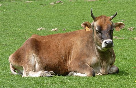 File:Jersey cow J4.jpg