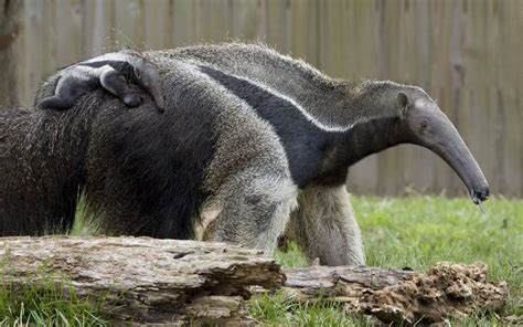 Giant anteater (Myrmecophaga tridactyla) | DinoAnimals.com