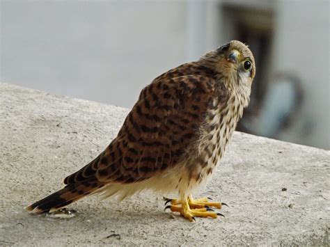 Falcon Facts, Types, Classification, Habitat, Diet, Adaptations