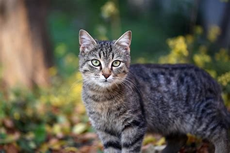 5 Top tips for keeping your cat safe outside - Tractive