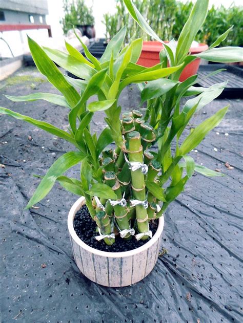 How to grow Lucky Bamboo plant | Lucky bamboo care | Trimming and ...