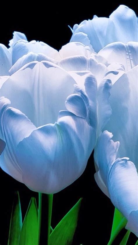 Beautiful blue tulips - backiee