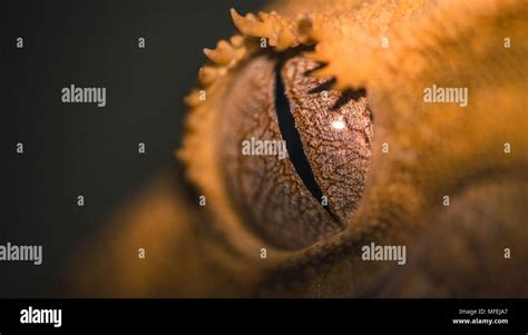 Crested Gecko Eye Stock Photo - Alamy