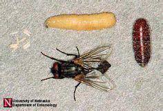 17 Horse fly larvae ideas | larvae, horse fly, flying