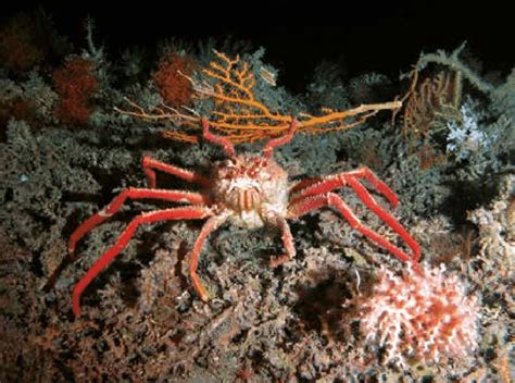 15 Deep-sea crab at 700m depth off the coast of Ireland | Download ...