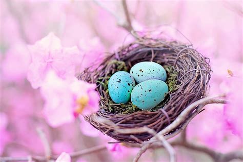 1080x2340px | free download | HD wallpaper: spring, bird's nest, eggs ...