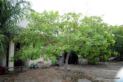 Cashew nut farming: The best & most profitable agro investment ...