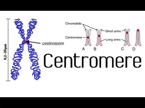 Centromere and kinetochore | chromosome structure and function - YouTube