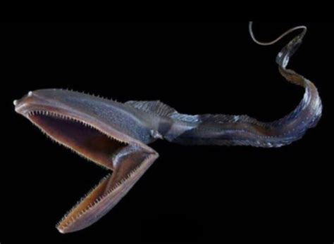 “Gulper Eel” one of the most bizarre looking creatures in the deep sea