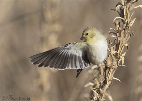 A Goldfinch One-winged Takeoff – Feathered Photography