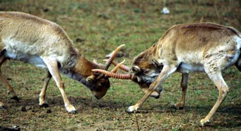 Saiga antelope numbers rise in Kazakhstan after mass die-off last year