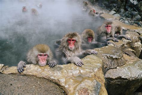 Jigokudani Monkey Park - Someform