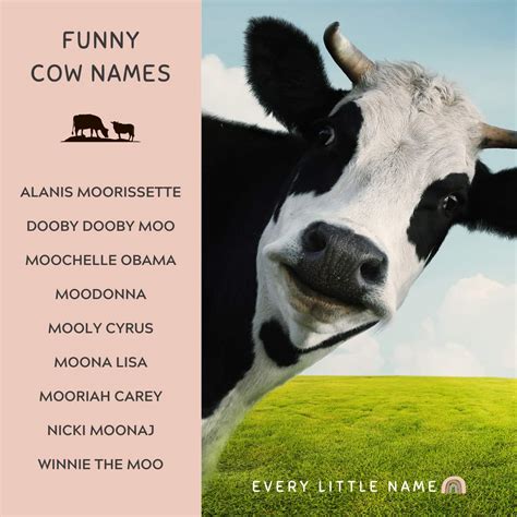 200+ Best Cow Names (Cute, Funny, and Moo-gnificent!) - Every Little Name